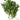 Fresh Curry Leaf