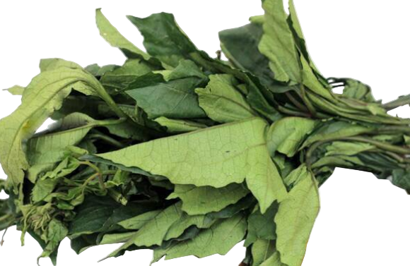 Ugwu – Fresh (Bunch)